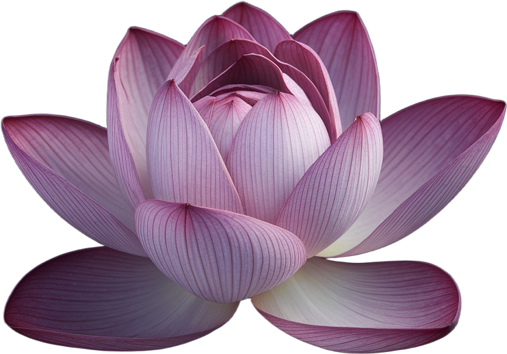 Lotus Flower